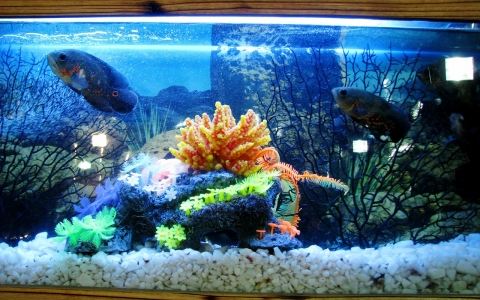 glasplaten aquarium